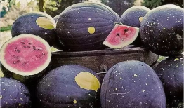 最新吃瓜爆料都有谁吃过,盘点那些曾“尝鲜”的明星大腕